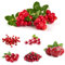 semi di mirtillo rosso - decorazione dell'albero di frutta mirtilli rossi albero da frutto, bonsai da interno coltivazione di piante alberi da giardino resistenti piante da frutto 130pcs