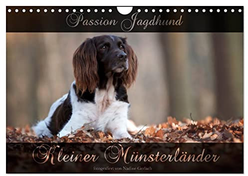 Passion Jagdhund - Kleiner Münsterländer (Wandkalender 2025 DIN A4 quer), CALVENDO Monatskalender: Kleiner Münsterländer Vorstehhund - Ein Leben neben der Jagd (CALVENDO Tiere)