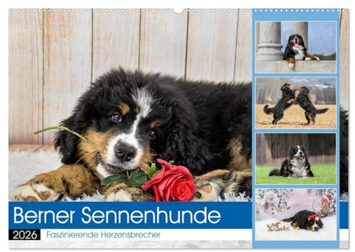 Berner Sennenhunde - Faszinierende Herzensbrecher (Wandkalender 2026 DIN A2 quer), CALVENDO Monatskalender: Eine Rasse, die jeden in ihren Bann zieht! (CALVENDO Tiere)