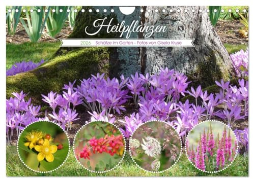 Heilpflanzen - Schätze im Garten (Wandkalender 2026 DIN A4 quer), CALVENDO Monatskalender: Überraschend viele Pflanzen in unseren Gärten haben eine ... in der Naturmedizin (CALVENDO Gesundheit)