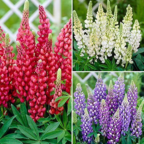 YouGarden Hardy Lupin 'Gallery' Series 3 x Plants in 9cm Pots