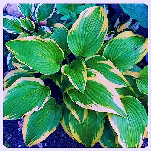 Hosta zwiebeln Hardy perennial funkien Hosta pflanze Hosta pflanze winterhart Hardy funkien