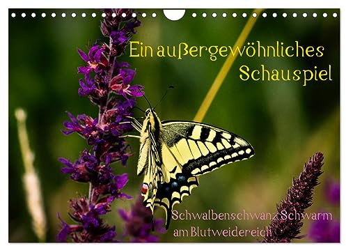 Ein außergewöhnliches Schauspiel (Wandkalender 2026 DIN A4 quer), CALVENDO Monatskalender: Schwalbenschwanz Schwarm am Blutweiderich (CALVENDO Tiere)