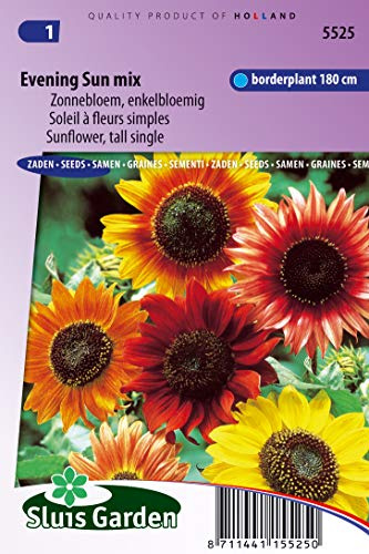 Sonnenblume Tall Single Evening Sun Mix