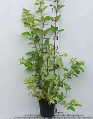 Hydrangea pan. 'Phantom' - Rispenhortensie 40-50 cm Container