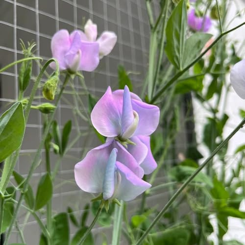wicken, edelwicke, wiesenblumen winterhart für sonnige plätze blumensamen mehrjährig winterhart 250samen