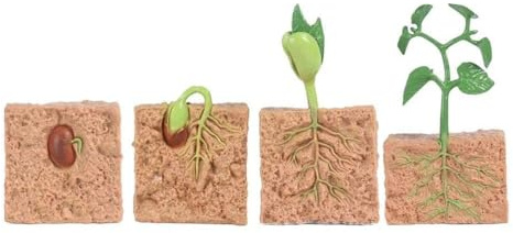 Sxhlseller Kit de Modelo del Ciclo de Vida de la Planta |Juego de Figuras de Crecimiento de Frijol para Niños, Juguete de Ciencia Biológica, Ayuda Educativa para Enseñanza (Planta)