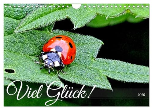 Viel Glück! (Wandkalender 2026 DIN A4 quer), CALVENDO Monatskalender: Marienkäfer auf Pflanzen und Blumen in Deutschland (CALVENDO Natur)