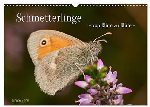 Schmetterlinge - von Blüte zu Blüte - (Wandkalender 2026 DIN A3 quer), CALVENDO Monatskalender: Wunderbare Nahaufnahmen von 11 heimischen ... aus Ostwestfalen Lippe. (CALVENDO Tiere)