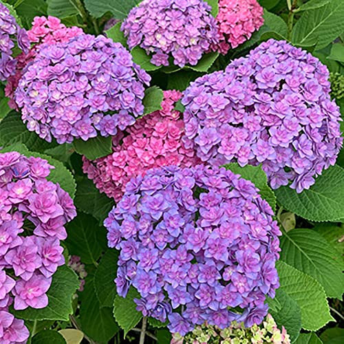 Haloppe 50 Unids Hortensia Flores Plantas Semillas para la Plantación de Jardín en Casa, Hortensia Planta Ornamental Semillas de Flores Jardín Patio Patio Bonsai Decoración Morado oscuro