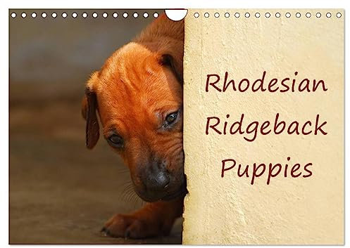 Rhodesian Ridgeback Puppies (Wandkalender 2025 DIN A4 quer), CALVENDO Monatskalender