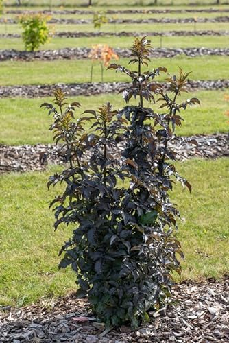 Holunder `Black Tower´, Säulenform, Sambucus nigra, 40-60cm im Topf