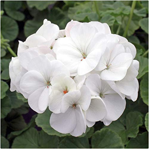 Geranium F1 Horizon White Pelargonium Mini Plug Plants x 20 for Potting On