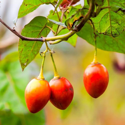 Semillas resistentes del árbol del tomate, balcón de semillas de frutas Semillas de tomate de árbol de tamarillo, árbol frutal, árboles frutales semillas de frutas para jardin semillas 30pcs