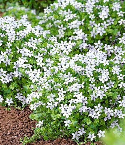 BALDUR Garten 6x winterharte Isotoma White Splash Pflanzen im 9x9 cm-Topf