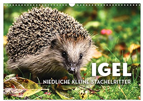 Igel - Niedliche kleine Stachelritter (Wandkalender 2026 DIN A3 quer), CALVENDO Monatskalender: Tierchen, die Herzen berühren (CALVENDO Tiere)