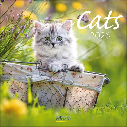 Cats 2026: Broschürenkalender mit Ferienterminen. Katzen und Kätzchen. 30 x 30 cm