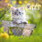 Cats 2026: Broschürenkalender mit Ferienterminen. Katzen und Kätzchen. 30 x 30 cm