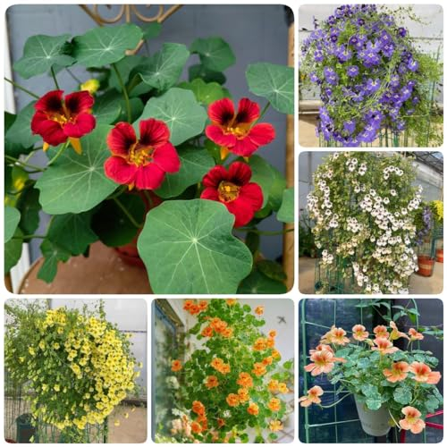 120 Pcs Kapuzinerkresse Pflanze Im Topf - Tropaeolum Majus - Deko Blumen, Bonsai Samen, Gewächshaus Balkon Kletterpflanzen Kapuzinerkresse Samen, Blumenwiese Samen Mehrjährig, Bienenwohl