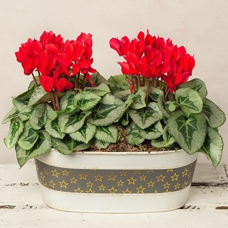100 semi di ciclamino rosso
