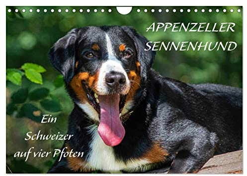 Appenzeller Sennenhund - Ein Schweizer auf 4 Pfoten (Wandkalender 2025 DIN A4 quer), CALVENDO Monatskalender