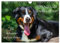 Appenzeller Sennenhund - Ein Schweizer auf 4 Pfoten (Wandkalender 2025 DIN A4 quer), CALVENDO Monatskalender