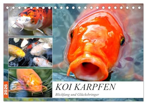 Koi Karpfen. Blickfang und Glücksbringer (Tischkalender 2026 DIN A5 quer), CALVENDO Monatskalender: Die farbenprächtigen Könige im Gartenteich (CALVENDO Tiere)