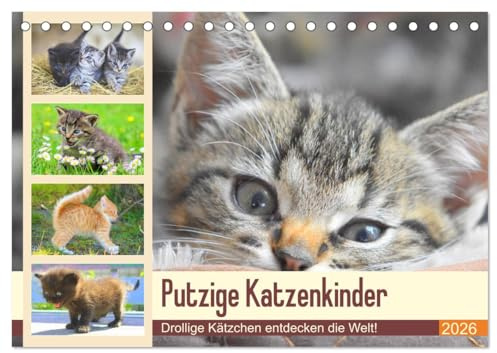 Putzige Katzenkinder. Drollige Kätzchen entdecken die Welt! (Tischkalender 2026 DIN A5 quer), CALVENDO Monatskalender: Winzige Freigänger auf Entdeckungsreise! (CALVENDO Tiere)