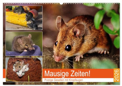 Mausige Zeiten! Putzige Gesellen mit Knopfaugen (Wandkalender 2026 DIN A2 quer), CALVENDO Monatskalender: Niedliche Farbmäuse und wilde Artgenossen (CALVENDO Tiere)