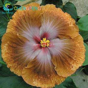 Weiß: 100 Stücke Riesen Hibiskus Samen 24 Arten Hibiskus Rosa-Sinensis Blumensamen Mischungsfarbe Hibiskus Baum Samen Für Blumentopf Pflanzen