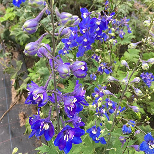 Delphinium Elatum-Hybr. 'Lanzenträger' - Hoher Garten-Rittersporn, im 1,0 Liter Topf, violettblau blühend
