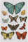 Maydear Kreuzstich-Set mit Prägung, komplettes Sortiment an Kreuzstich-Starter-Sets für Anfänger, 14 CT, 2 Stränge – Butterfly specimens,32 x 47 cm