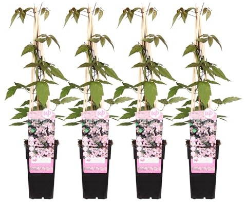 Clematis Montana Fragrant Spring – 4 Pflanzen - Ø15cm – ↨65cm – Duftende Waldrebe – Schnellwachsende Kletterpflanze mit kleinen rosa Blüten