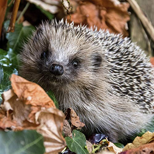 20 Lunch Servietten Herbst Igel Blätter Waldtiere Wald 33cm