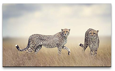 Paul Sinus Art Bilder XXL Geparden in Afrika 120x70cm Wandbild auf Leinwand