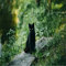Yingxin34 Jigsaw Puzzle 2000 Teile, Katze im Gras 2000 Stück Puzzles für Erwachsene Kinder Freunde, Intellektuelles Psychedelisches Kartenspiel 70X100cm（27.55 * 39.37inch）