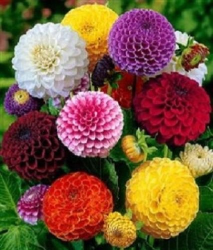 Semi Dahlia Pom Pom Mix Semi Dahlia 50 Semi di Fiore
