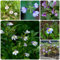 50 Pcs Mazus Reptans Samen - Bodendecker Gartenkräuter, Bodendecker Pflanzen Winterhart Lippenmäulchen Pflanze Samen, Pflanzensamen, Pflanzen Für Sonnige Plätze Wildkräuter Samen,