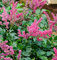 Prachtspiere Astary Red - Astilbe arendsii - Gartenpflanze