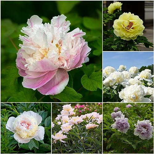 8 pcs pfingstrosen deko zwiebeln - zimmerpflanze blumenzwiebeln frühblüher pfingstrose,Paeonia suffruticosa, plants blumenzwiebel winterharte stauden mehrjährig topfpflanzen draußen