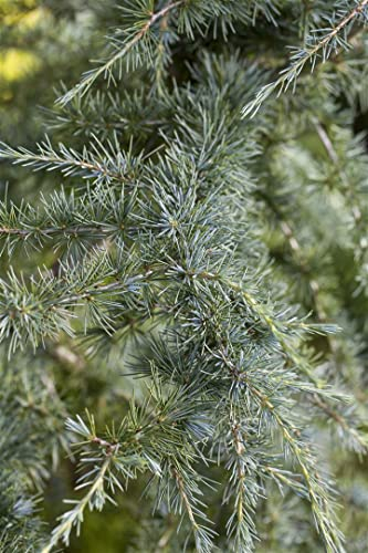 Cedrus deodara 80-100 cm – Immergrün, Winterhart, Pflegeleicht – Himalaya-Zeder – Solitärbaum für Garten & Vorgarten