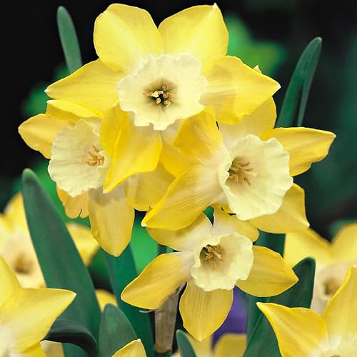 BENEX - Duftende Narzisse Pipit 25 St. - Narzissenzwiebeln, Frühlingsblumen, pflegeleicht, ideal für Beet & Kübel, langlebige Gartenstaude, dekorative Schnittblume