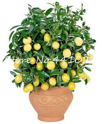 Bloom Green Co. 50 Pz Rare Nano Arcobaleno limone biologico frutta Bonsai Lemon Tree giardino della casa frutta pianta colorata Bonsai limone può essere mangiato: s