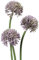matches21 Lauchblüten Allium Kunstblumen für Blumengestecke künstliche Blumen Kunststoff 3er Bund Ø 5x34 cm - lila