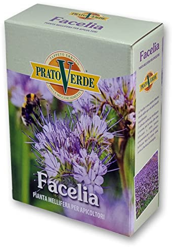 FACELIA (Phacelia Tanacetifolia) Seme certificato grammi 500 | Mellifere da semina