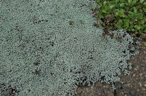 Raoulia australis 9x9 cm Topf – Immergrün, Mehrjährig, Pflegeleicht – Silberpolster – Bodendecker für Steingarten & Trockenbeet