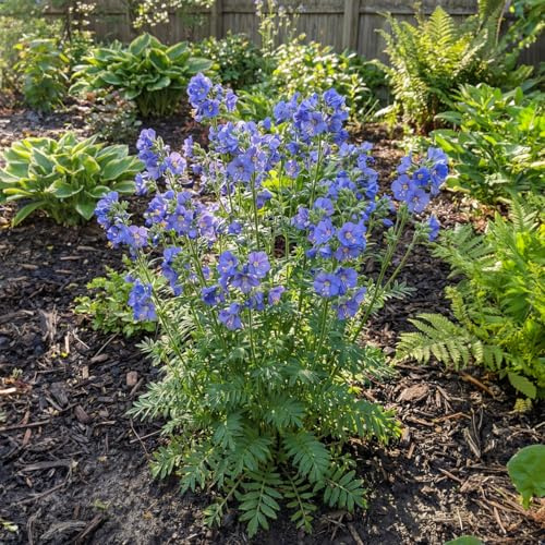 Bloomique - 6er - Set - Himmelsleiter 'Bambino Blue' - Reichblühend - Winterhart - Mehrjährig - Höhe 10-20 cm - Topf 9 cm