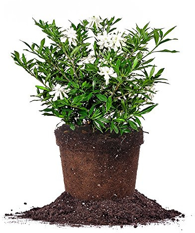 Perfect Plants Frostproof Gardenia Live Plant, 1 Gallon Pot