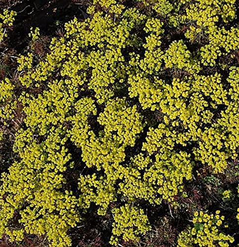 Zypressen Wolfsmilch Clarice Howard - Euphorbia cyparissias - lebende Gartenpflanze aus den Baumschulen