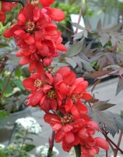 Chaenomeles Fusion - Japanische Quitte Fusion - 40-60 cm